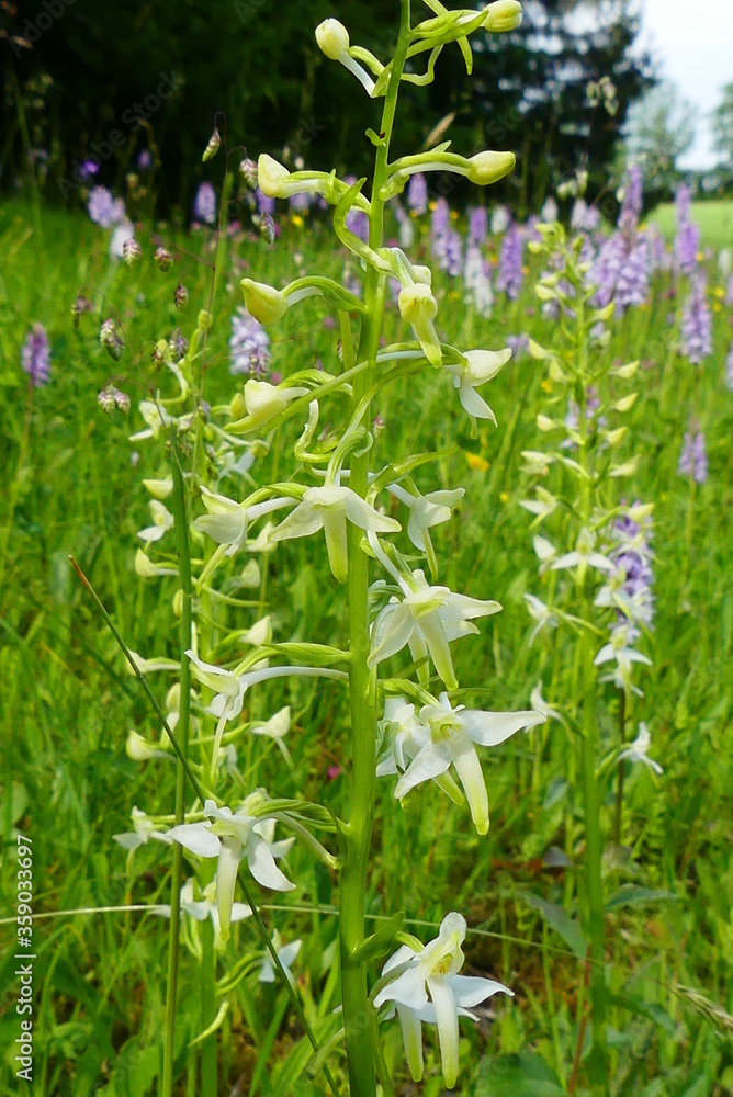 Fototapeta premium Wiesenorchideen