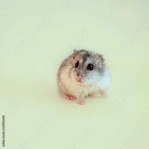 A grey and white Dzungarian hamster sits and looks at the camera on a light yellow background