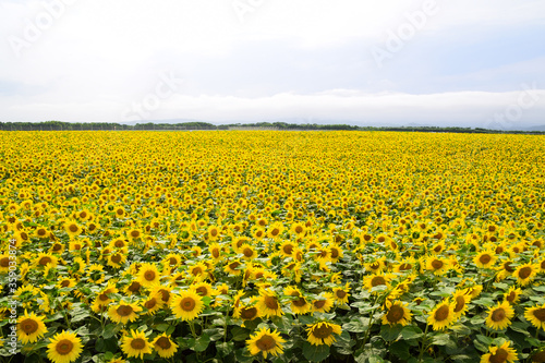 Beautiful sunflower farm in bloom during summer season in Ozora town, Hokkaido, Japan. © NoorRadya