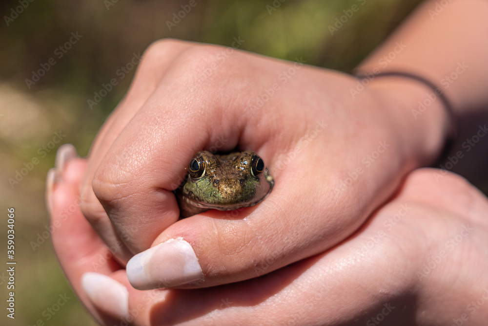 Frog held in hand with long nails Frog held in hand with long nails