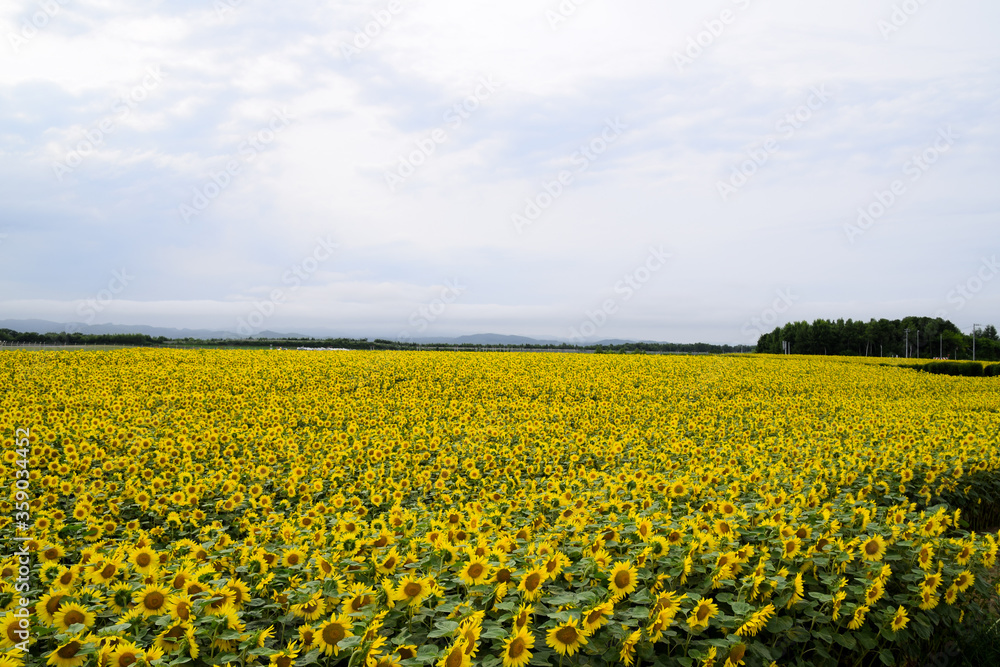 Sunflower field in Ozora town, Memanbetsu, Hokkaido, Japan.