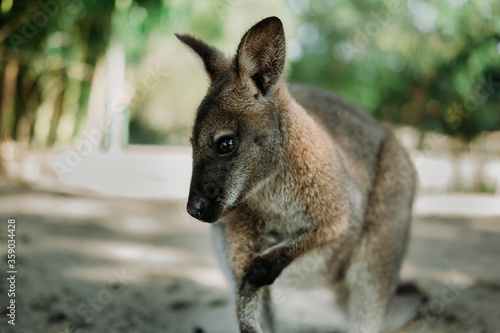 wallaby timide