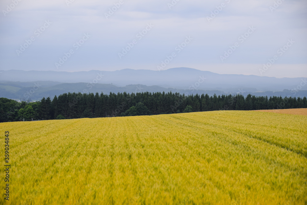Field of wheat in summer evening in eastern Hokkaido, Japan. Field of wheat in summer evening in eastern Hokkaido, Japan.