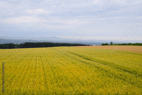 Field of wheat in summer evening in eastern Hokkaido, Japan.