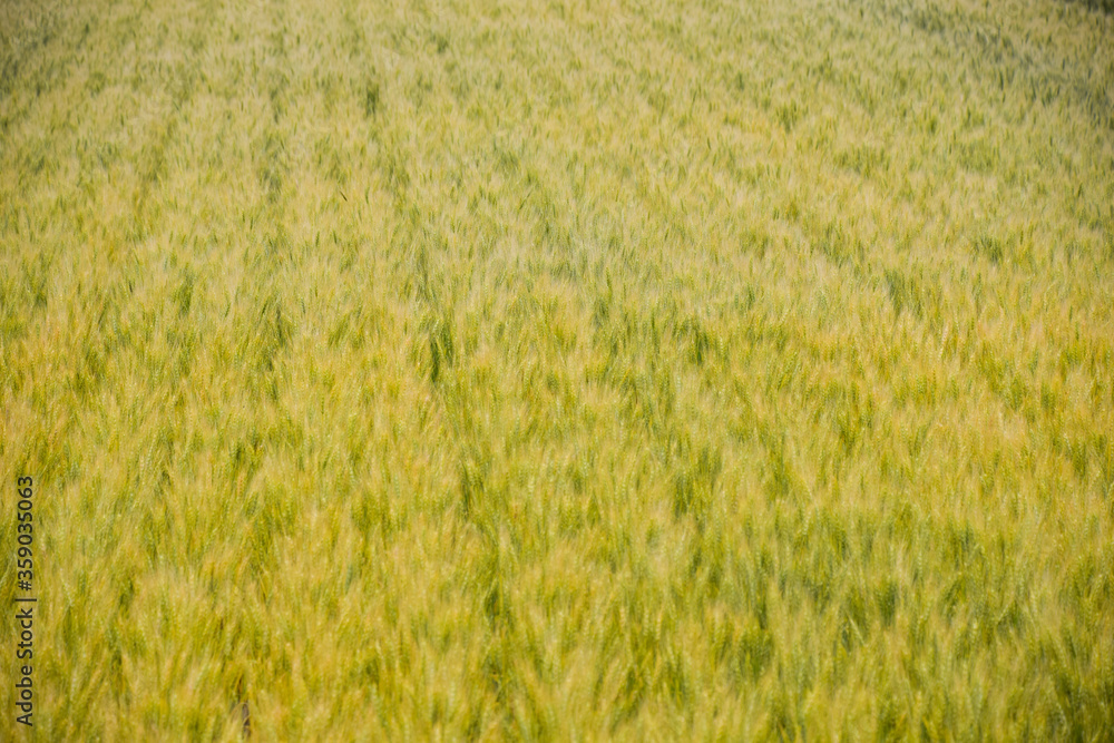Golden wheat field in summer. Golden wheat field in summer.
