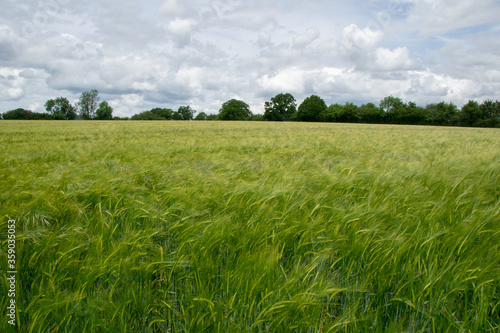 Wheat field with trees in background and cloudy sky