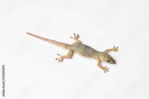 Hemidactylus photo