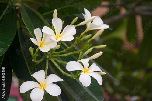 Plumeria flowers  both blooming and not blooming