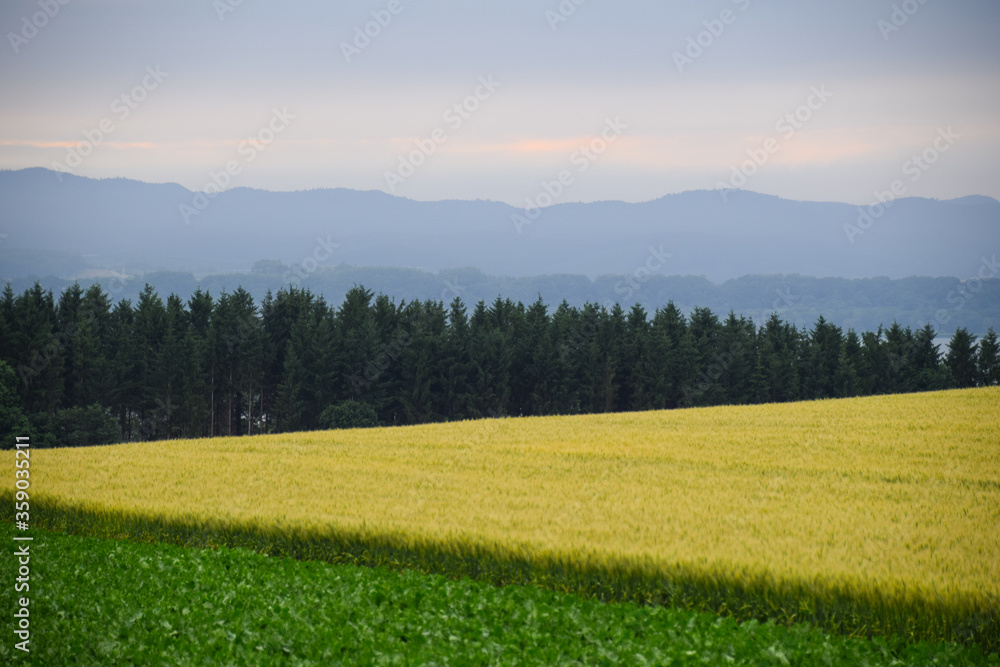 Landscape of farmland during summer evening with mountain range in background in eastern Hokkaido, Japan.