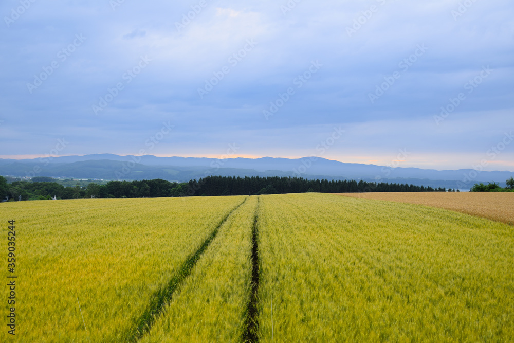Landscape of wheat field in summer evening in eastern Hokkaido, Japan.