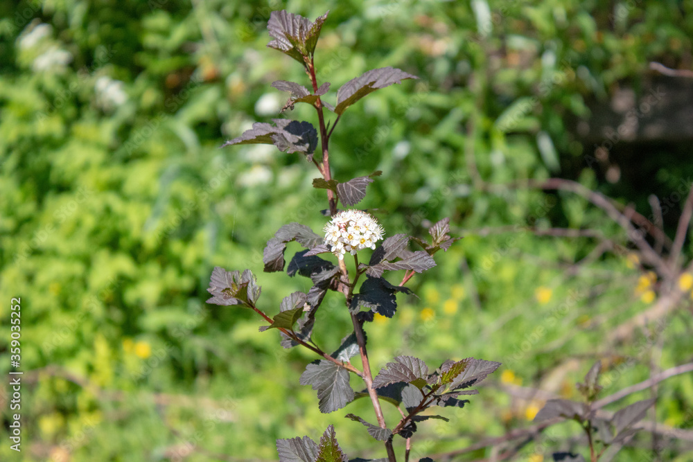 A wildflower with a round head resembling a ball on a summer sunny, hot day. A wildflower with a round head resembling a ball on a summer sunny, hot day.