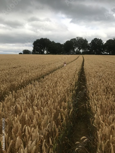 Field of wheat and girl.