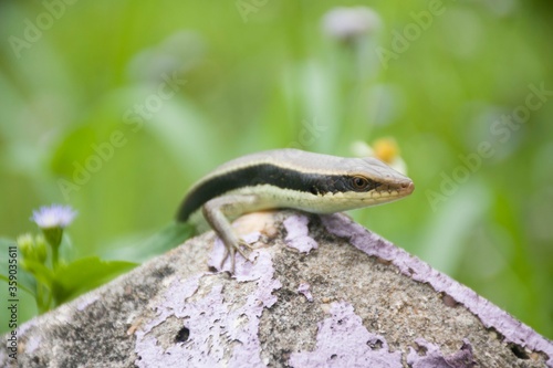 One skink was on the end of a cement post.