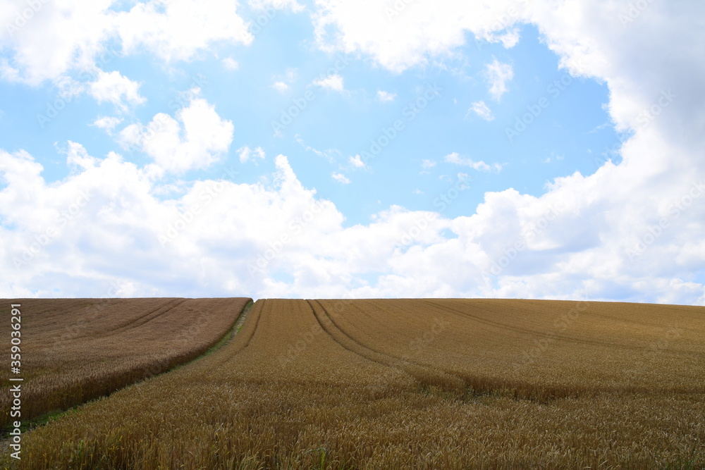 Golden field of wheat against blue sky during summer season in rolling hill of Biei, Hokkaido, Japan.