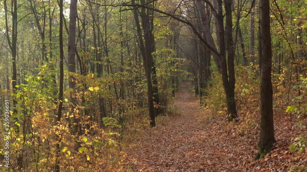 Autumnal scene in the woods 4K drone video Autumnal scene in the woods 4K drone video