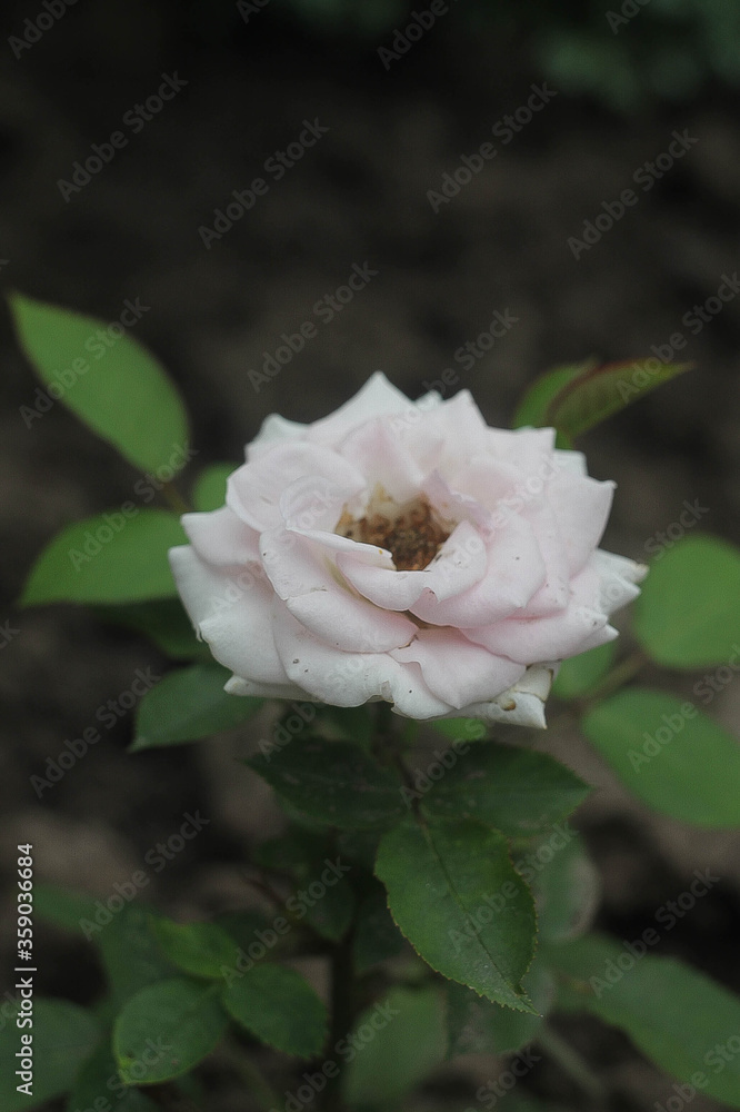 pink rose on green background pink rose on green background