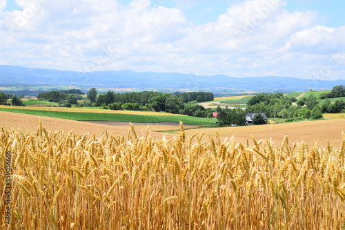 Golden wheat field during summer season in rolling hill, Biei, Hokkaido, Japan.