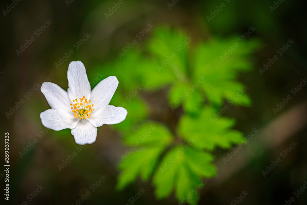 thimbleweed or windflower also known as wood anemone - Anemone nemorosa in natural habitat. thimbleweed or windflower also known as wood anemone - Anemone nemorosa in natural habitat.