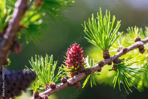Tableau sur toile Bright green fluffy branches with cones of larch tree Larix decidua Pendula in summer day