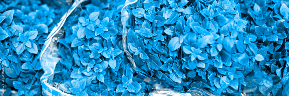 basil bundles of fresh green medicinal plants in a package. banner. toned classic blue color trend 2020 year basil bundles of fresh green medicinal plants in a package. banner. toned classic blue color trend 2020 year