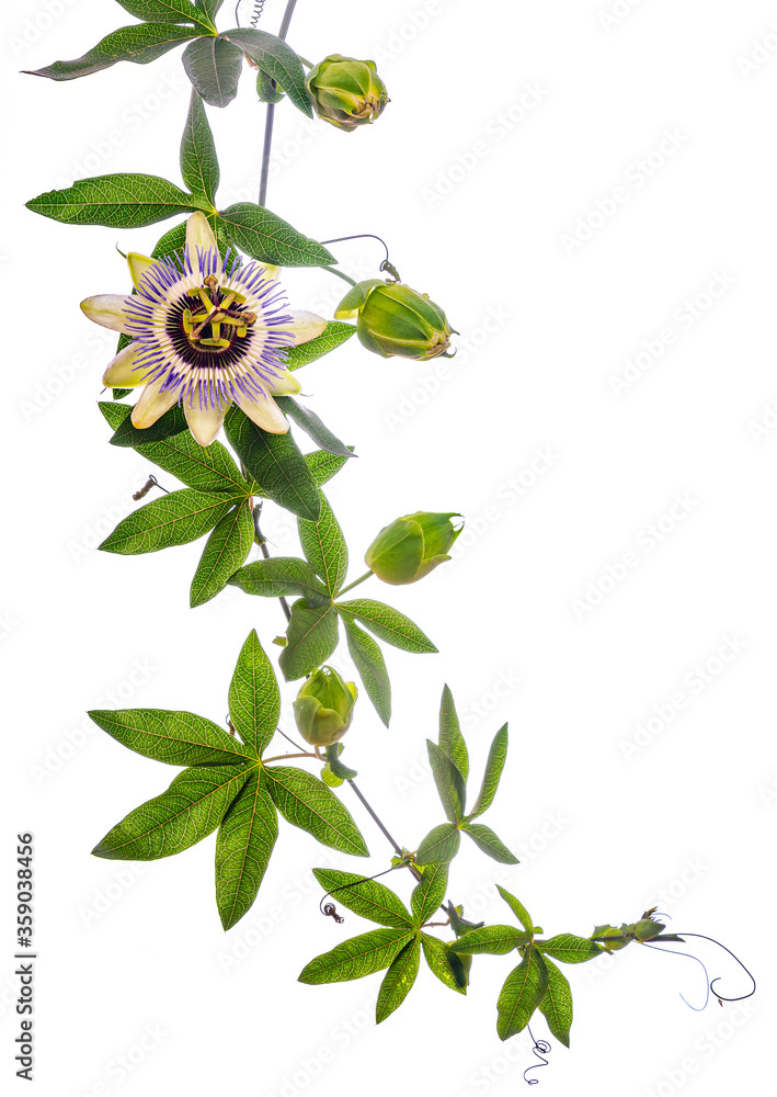Φωτογραφία Passion  flower - passiflora isolated on white background