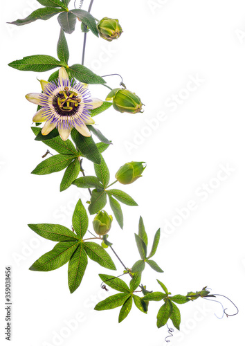 Passion  flower - passiflora isolated on white background photo