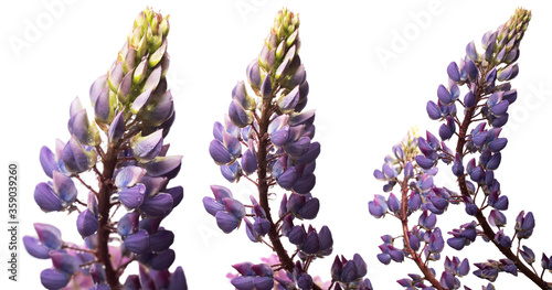 Lupinus flowers in various approximations on a white background