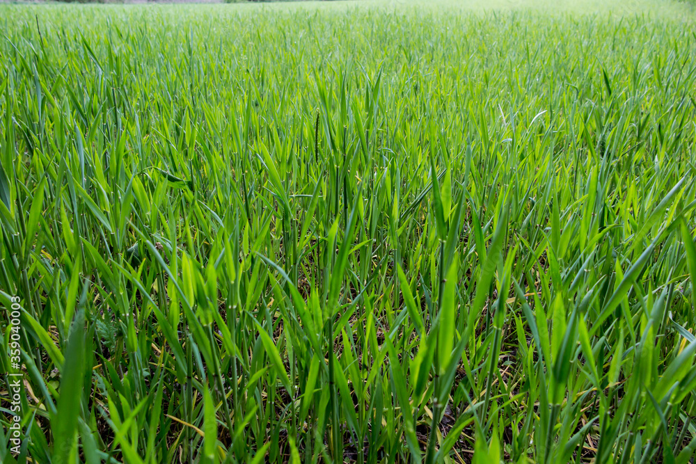 Obraz premium Field sown with cereal as a green texture
