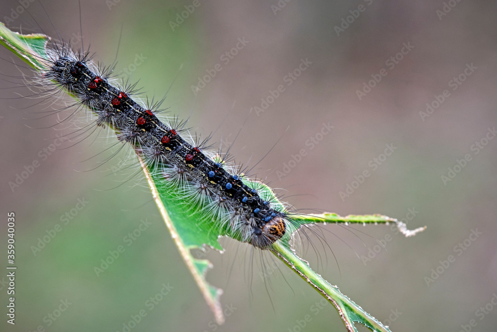 Raupe des Schwammspinner s ( Lymantria dispar ). Raupe des Schwammspinner s ( Lymantria dispar ).