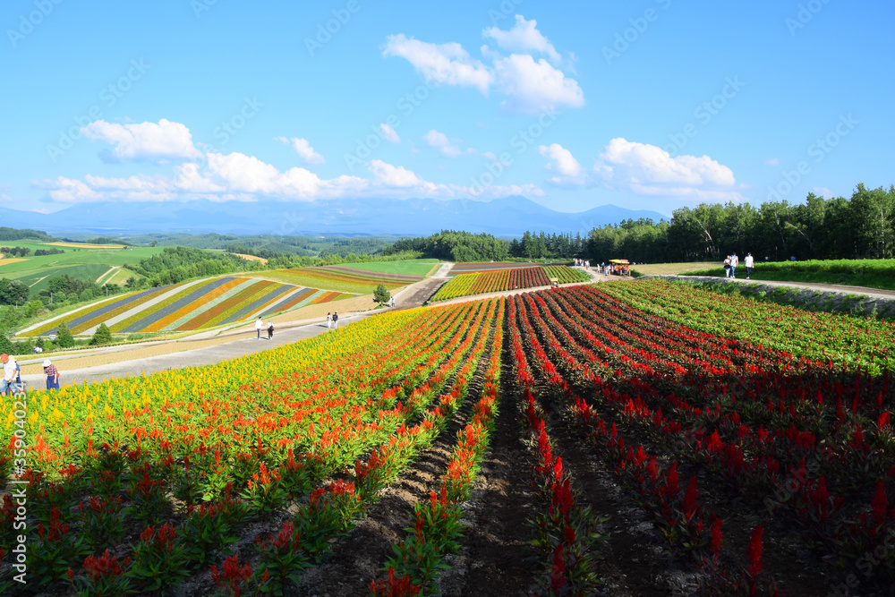 Beautiful landscape in Shikisai hill, Biei town, Hokkaido, Japan, with blooming summer flowers field and Tokachi mountain range in background.