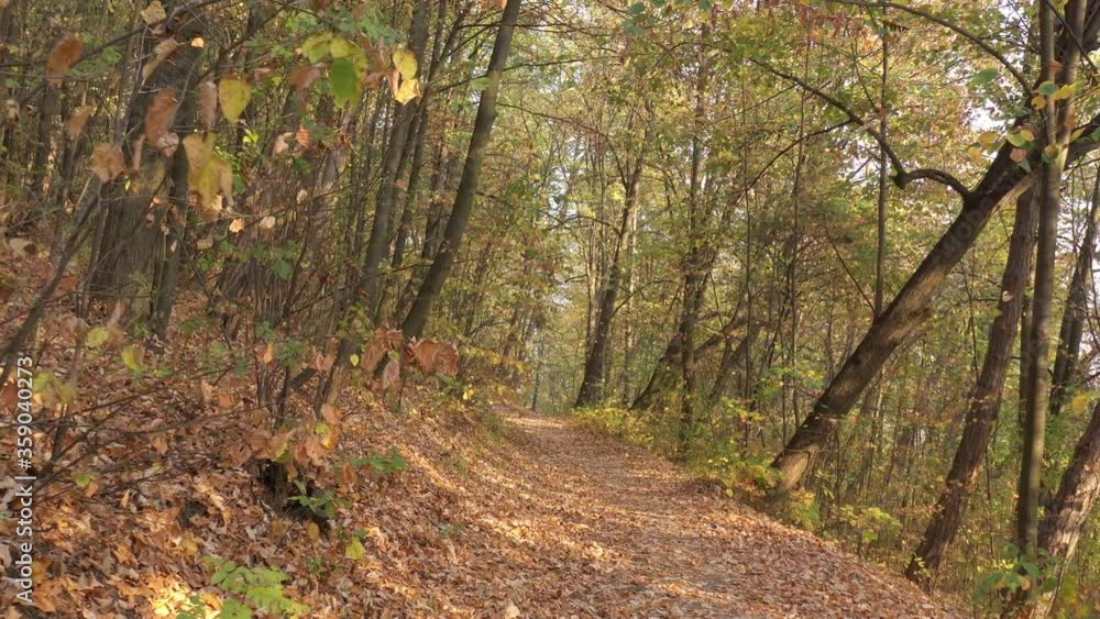 Foot path into the woods with fallen leaves by autumn 4K drone video Foot path into the woods with fallen leaves by autumn 4K drone video