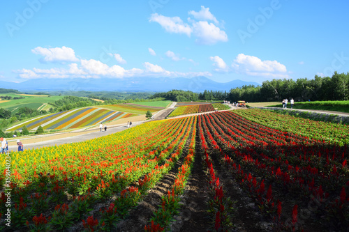 Beautiful landscape in Shikisai hill, Biei town, Hokkaido, Japan, with blooming summer flowers field and Tokachi mountain range in background.