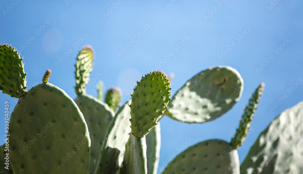 Eastern Prickly Pear cactus, Opuntia Humifusa against blue clear sky background Eastern Prickly Pear cactus, Opuntia Humifusa against blue clear sky background