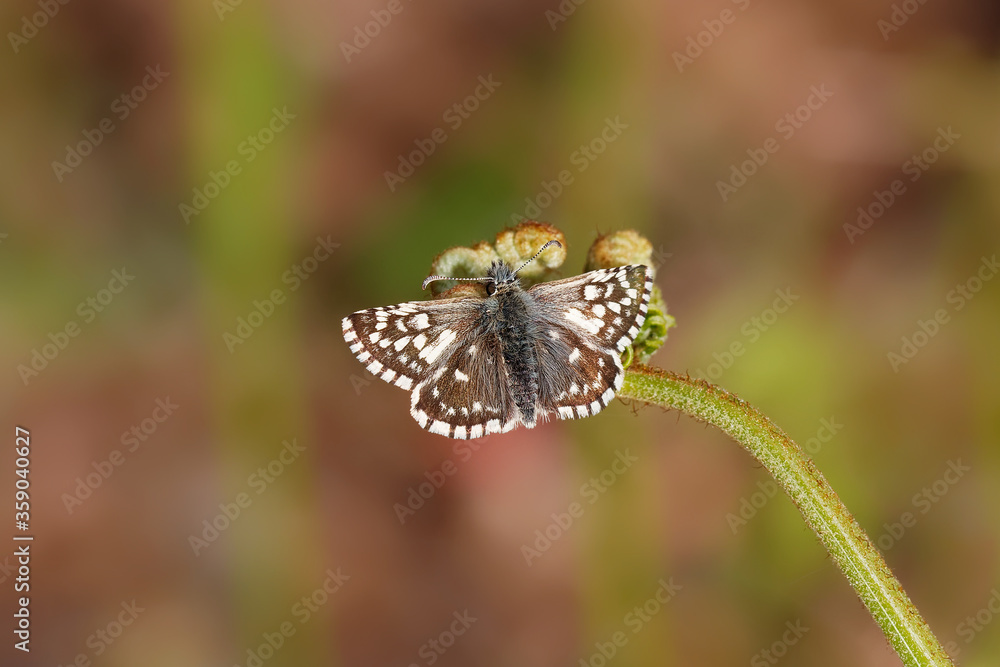 A Grizzled Skipper butterfly basking on bracken. A Grizzled Skipper butterfly basking on bracken.