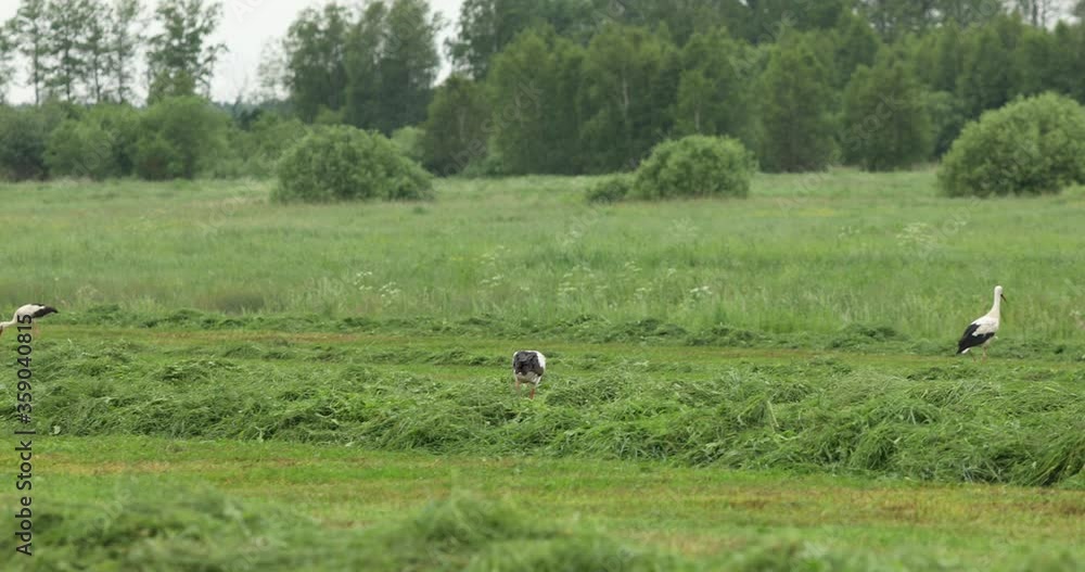 white stork walks across the field
white stork walks across the field
