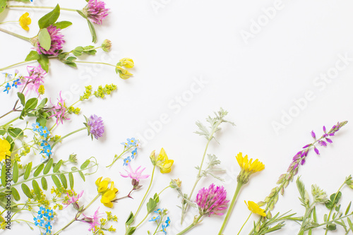 beautiful wild flowers on white background © Maya Kruchancova