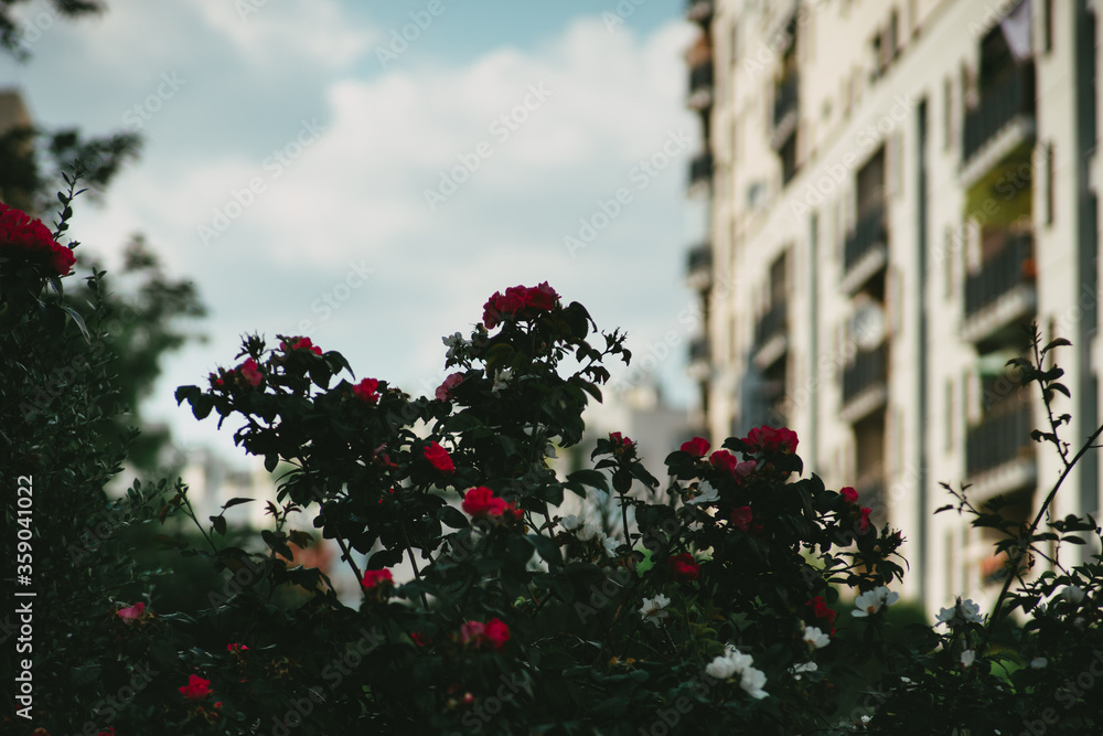Fototapeta premium Rosses in the city