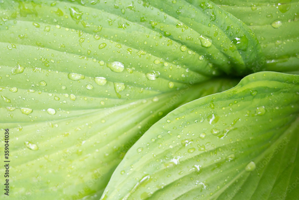 Obraz premium Drops of water on a green leaf. Raindrops on a green leaf. Closeup