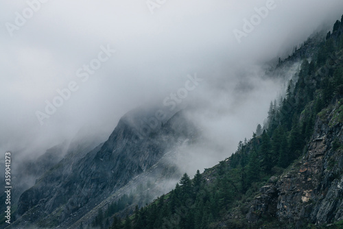 Ghostly foggy coniferous forest on rocky mountainside. Atmospheric view to big crags in dense fog. Low clouds among giant mountains with conifer trees. Minimalist dramatic scenery at early morning.