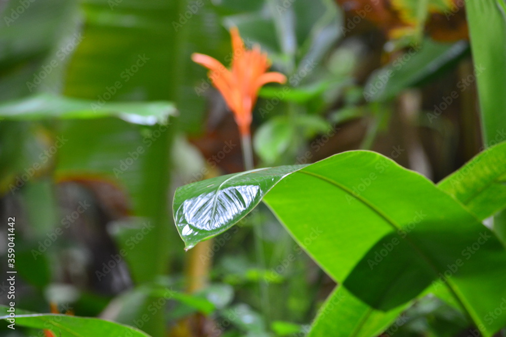 butterfly on a leaf