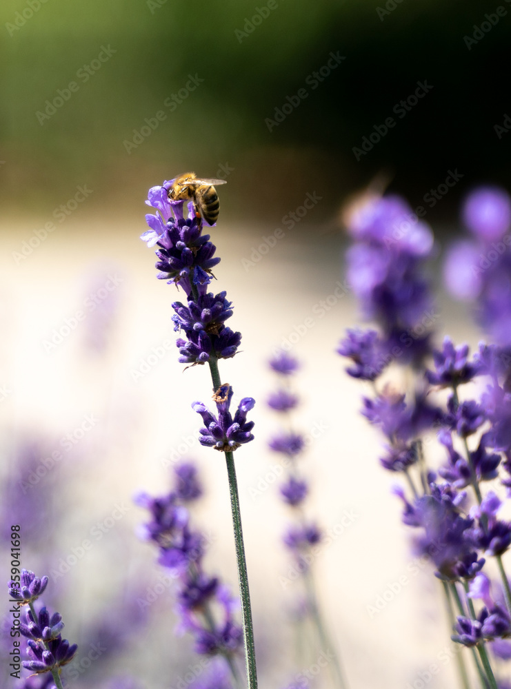 Fototapeta premium bee collecting pollen