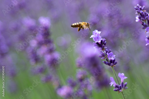 Fototapeta Naklejka Na Ścianę i Meble -  bee collecting pollen