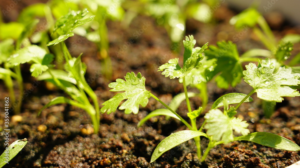 Detail of coriander plant leaves on a pot and water drops Detail of coriander plant leaves on a pot and water drops