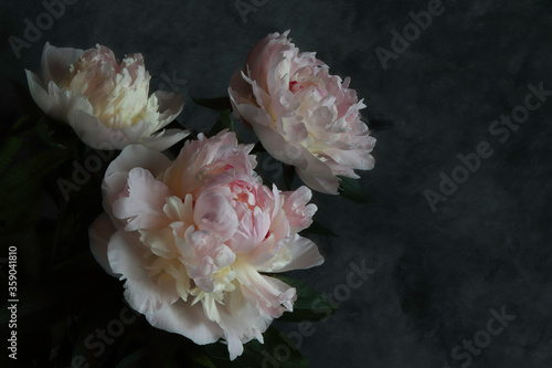 pink peony flowers in the dark background