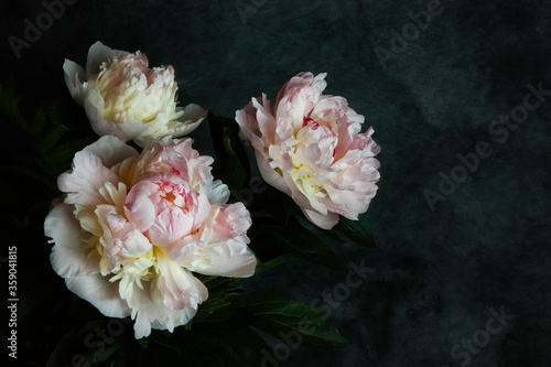 pink peony flowers in the dark background