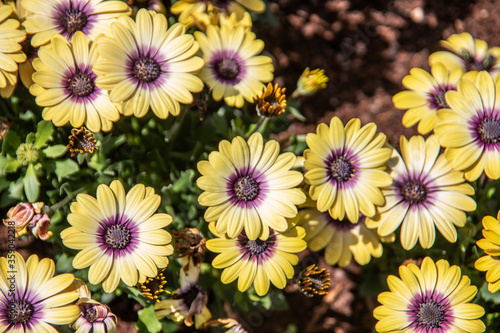 Margeriten Blumen Strau   als Korbbl  tler