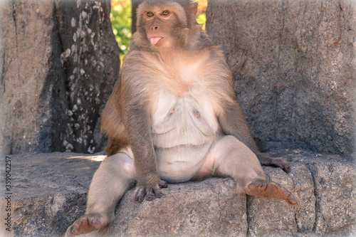 Canvas Print Funny and cute fat monkey with his tongue hanging out is sitting on the ground