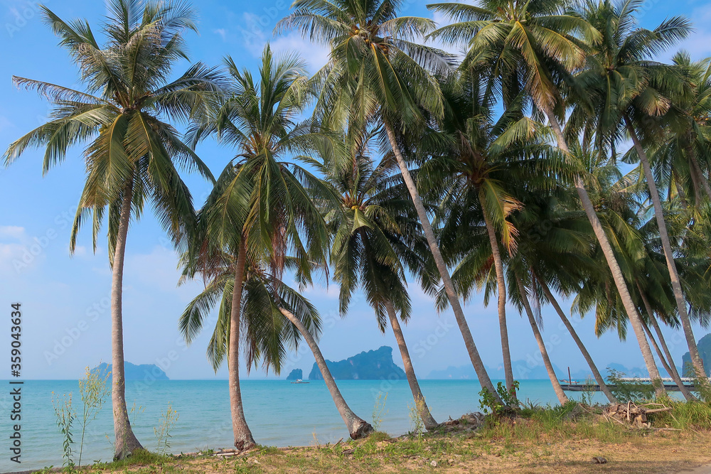 Group of palm trees on beach in Thailand