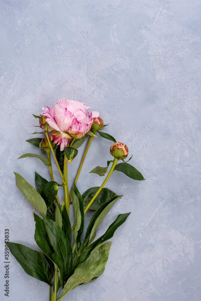Pink peony with two buds and leaves Pink peony with two buds and leaves