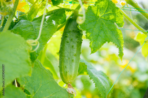 Long cucumbers on a branch in a greenhouse